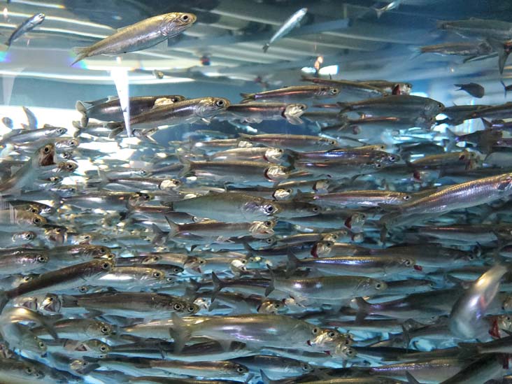 Northern Anchovy Fish, Monterey Bay Aquarium, Monterey, California, February 19, 2022