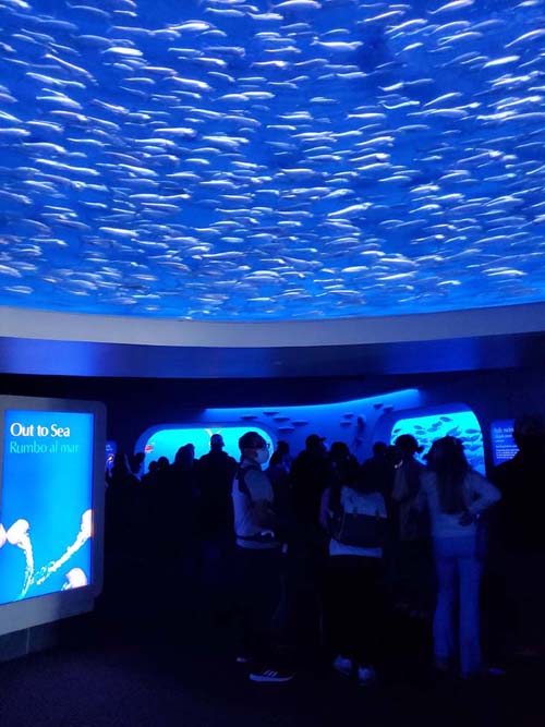 The Open Sea Habitat, Monterey Bay Aquarium, Monterey, California, February 19, 2022