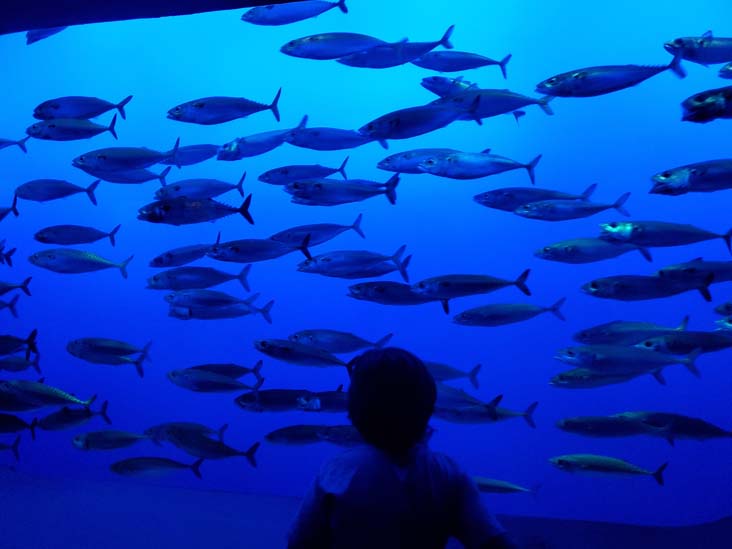 Pacific Bonito, Monterey Bay Aquarium, Monterey, California, February 19, 2022