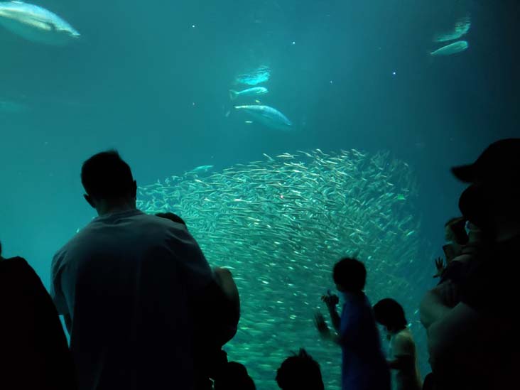 Open Sea Exhibit, Monterey Bay Aquarium, Monterey, California, February 19, 2022