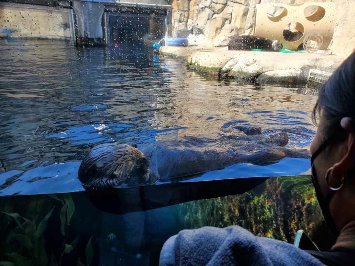 Sea Otters, Monterey Bay Aquarium, Monterey, California, February 19, 2022
