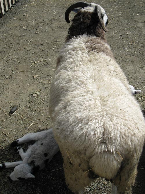 Jacob Four-Horned Sheep, Old Faithful Geyser of California, 1299 Tubbs Lane, Calistoga, California