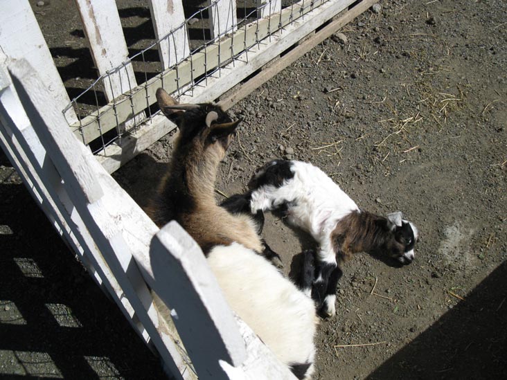 Tennessee Fainting Goats, Old Faithful Geyser of California, 1299 Tubbs Lane, Calistoga, California