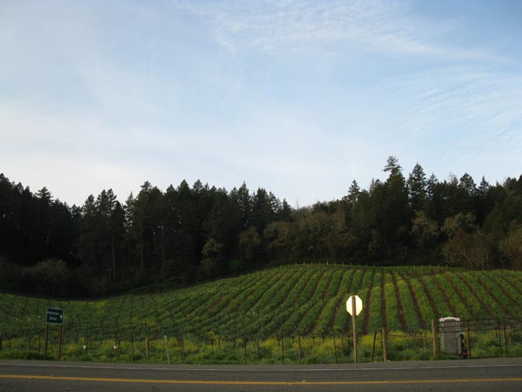 Vineyards Across From Welcome To Napa Valley Sign, Highway 29 Near Peterson Drive, Calistoga, California, March 16, 2010