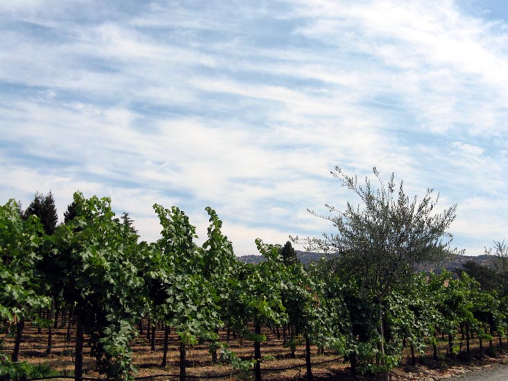 Vineyards, Hagafen Cellars, 4160 Silverado Trail, Napa, California