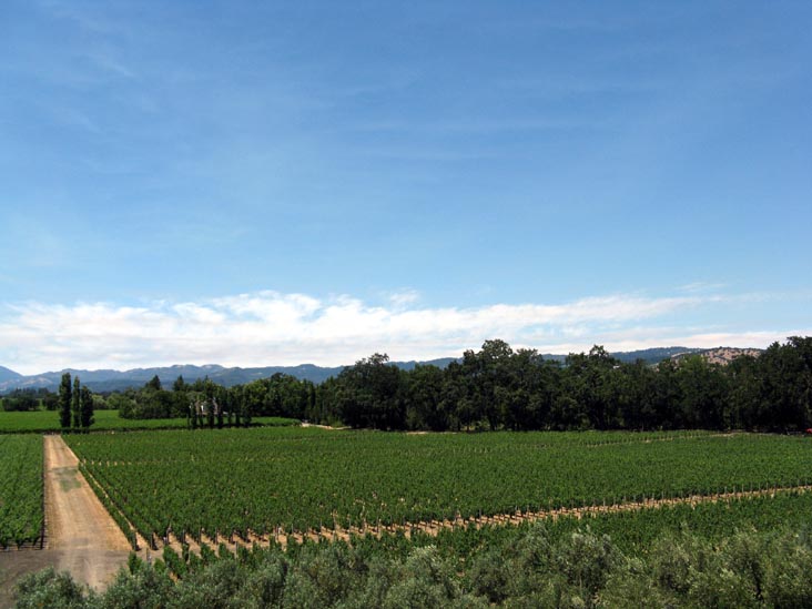 Vineyards, Opus One, 7900 St. Helena Highway, Oakville, California