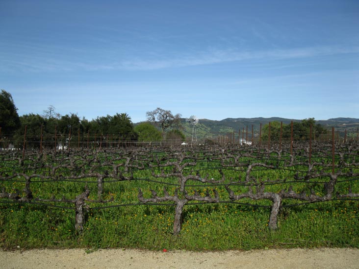 Robert Mondavi Winery, 7801 St. Helena Highway, Oakville, California, March 14, 2010