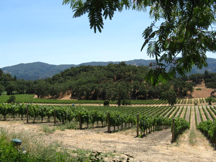 Vineyards, Joseph Phelps Vineyards, 200 Taplin Road, St. Helena, California