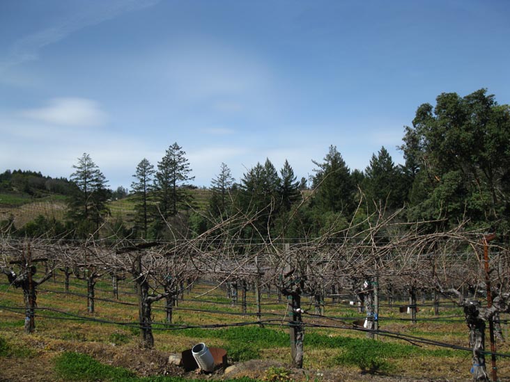 Schweiger Vineyards, 4015 Spring Mountain Road, St. Helena, California