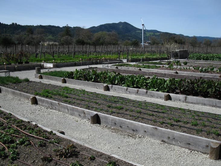 Vegetable Gardens, Brix, 7377 St. Helena Highway, Yountville, California