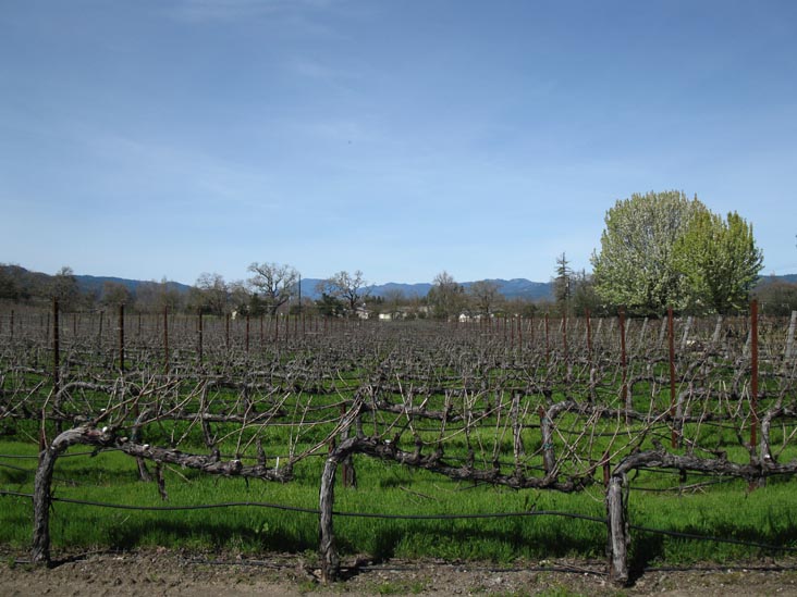 Vineyards, Brix, 7377 St. Helena Highway, Yountville, California