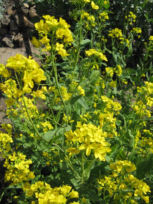Mustard Flowers, Jacobsen Orchards, Yountville, California