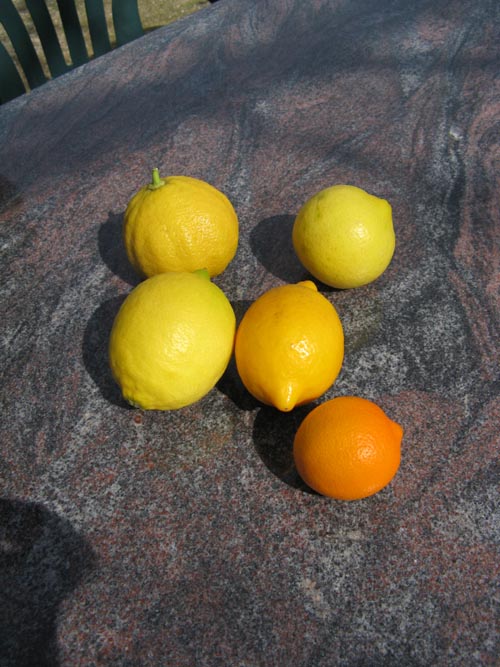Citrus, Jacobsen Orchards, Yountville, California
