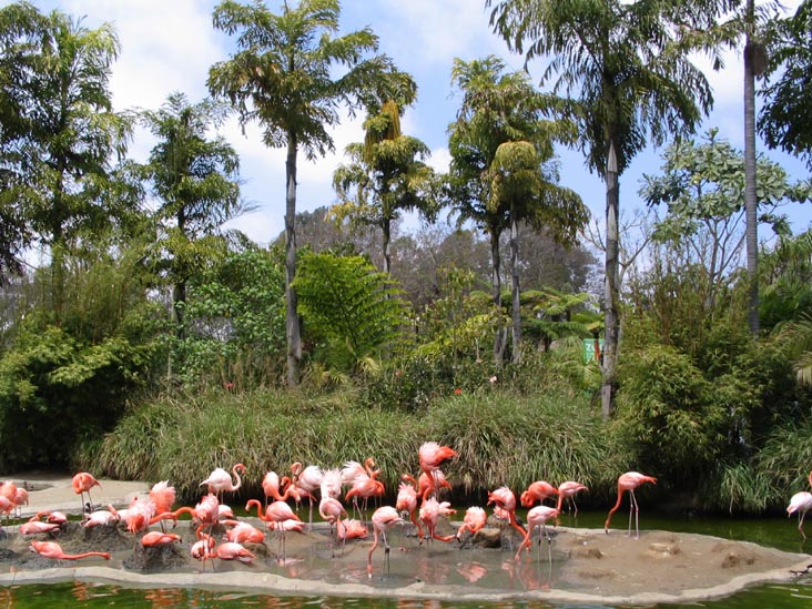 Flamingo Lagoon, San Diego Zoo, San Diego, California