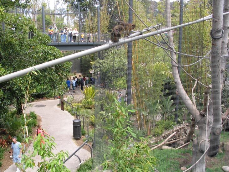 Monkey Trails, San Diego Zoo, San Diego, California