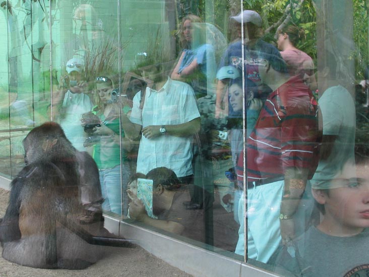 Absolutely Apes, San Diego Zoo, San Diego, California