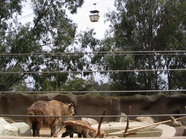 Buffalo, San Diego Zoo, San Diego, California