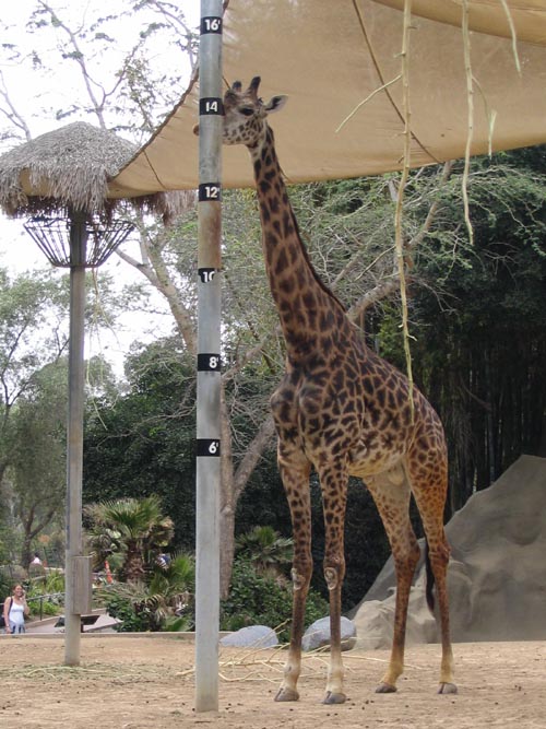 Giraffes, San Diego Zoo, San Diego, California