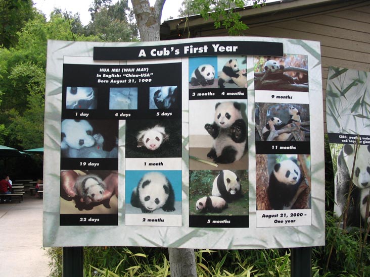 A Cub's First Year, San Diego Zoo, San Diego, California