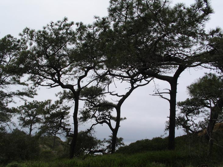 Pines, Torrey Pines State Reserve, La Jolla, California
