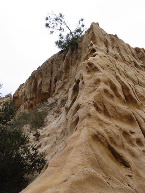 Torrey Sandstone, Guy Fleming Trail, Torrey Pines State Reserve, La Jolla, California
