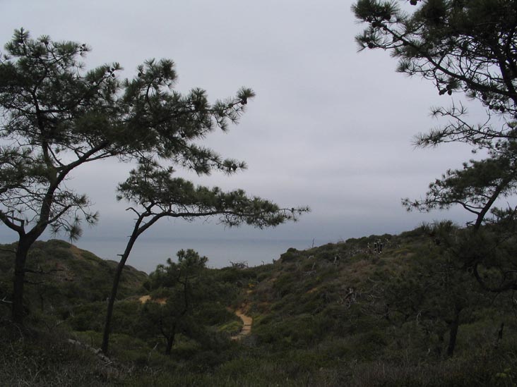 Guy Fleming Trail, Torrey Pines State Reserve, La Jolla, California