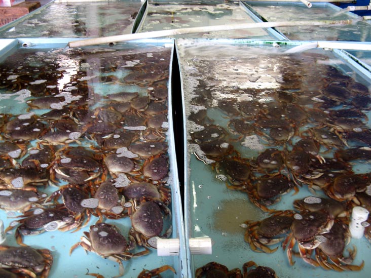 Crab Tanks, Alioto-Lazio Fish Company, 440 Jefferson Street, Fisherman's Wharf, San Francisco, California