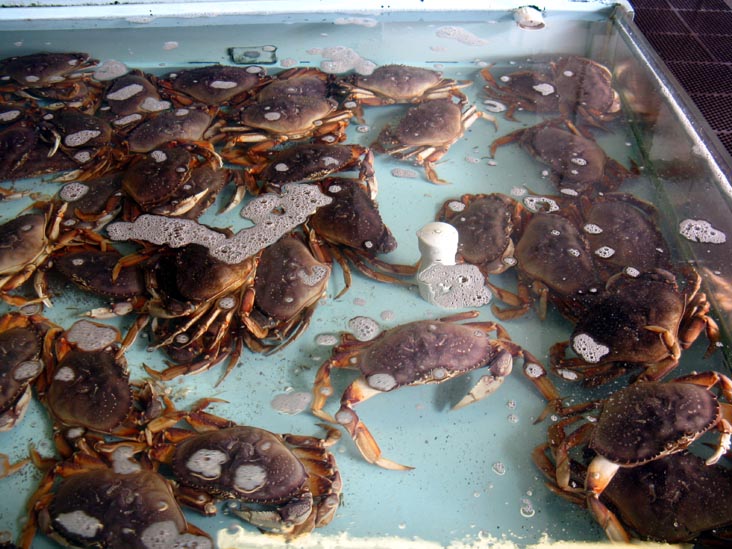 Crab, Alioto-Lazio Fish Company, 440 Jefferson Street, Fisherman's Wharf, San Francisco, California