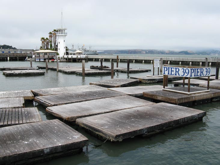 Sea Lions, Pier 39, Fisherman's Wharf, San Francisco, California
