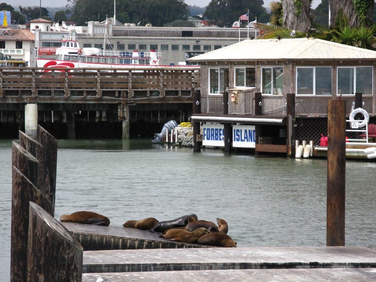 Sea Lions, Pier 39, Fisherman's Wharf, San Francisco, California