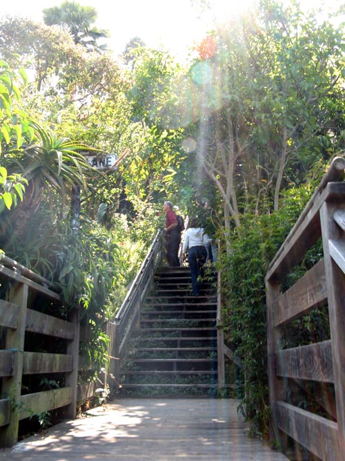 Filbert Steps, Telegraph Hill, San Francisco, California