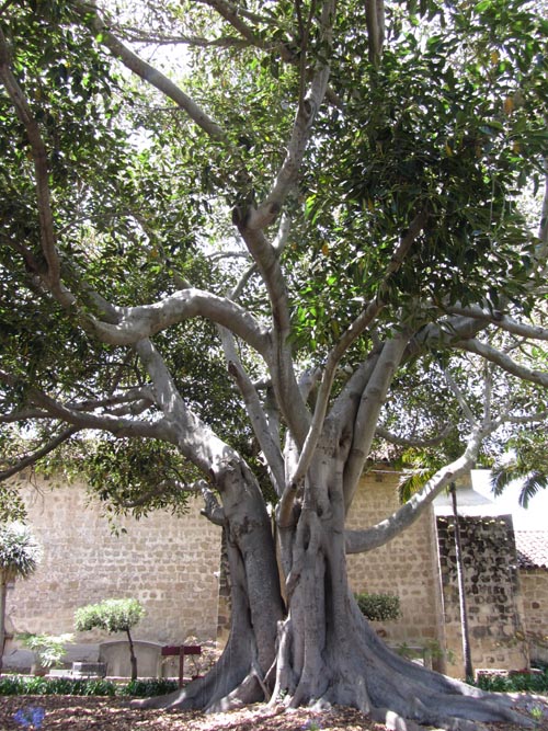 Moreton Bay Fig Tree, Cemetery Garden, Mission Santa Barbara, Santa Barbara, California