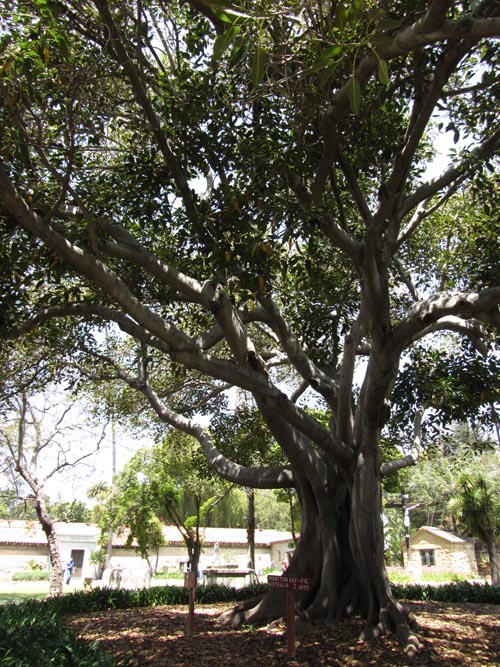 Moreton Bay Fig Tree, Cemetery Garden, Mission Santa Barbara, Santa Barbara, California