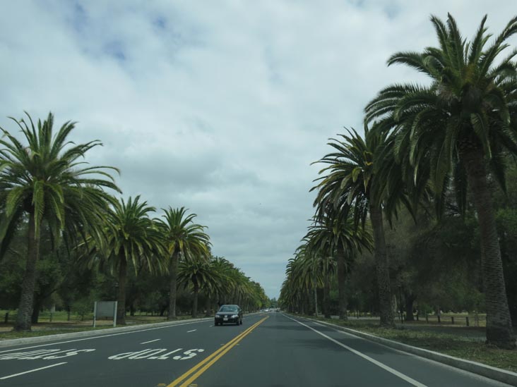 Palm Drive, Stanford University, Stanford, California, May 14, 2012
