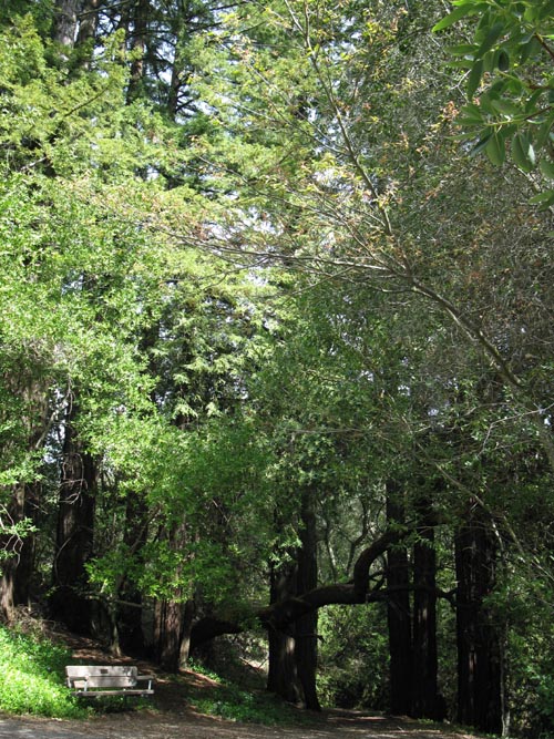 Redwood Trees Near Wolf House Ruins, Jack London State Historic Park, Glen Ellen, California