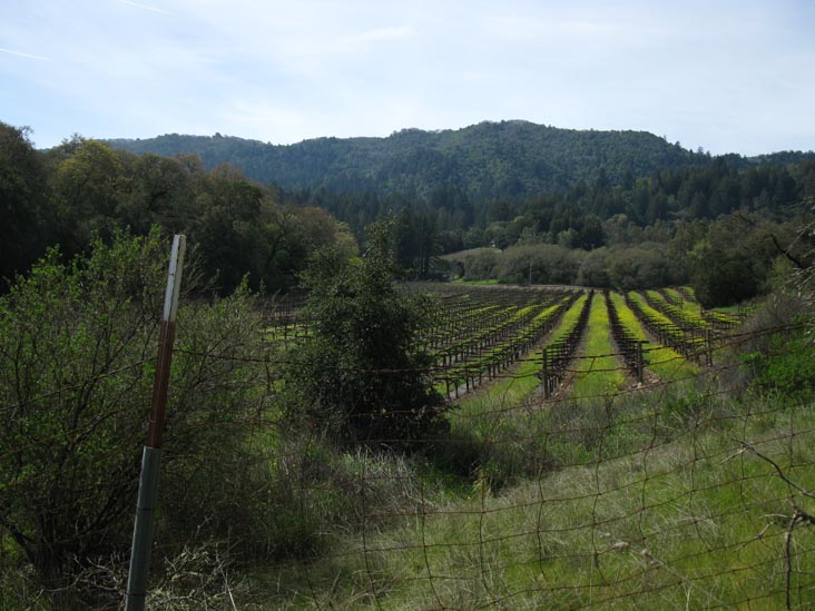 View of Vineyards From Wolf House Service Road, Jack London State Historic Park, Glen Ellen, California