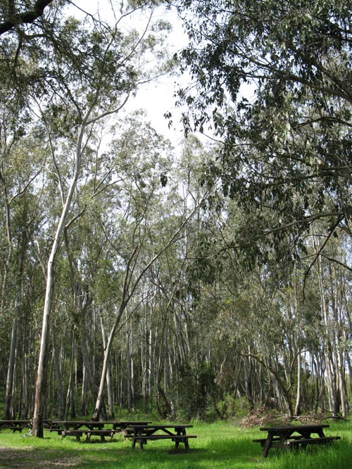 Eucalyptus Trees, Jack London State Historic Park, Glen Ellen, California