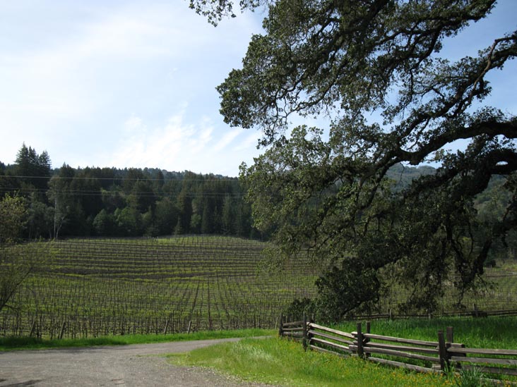 View of Vineyards From Cottage, Jack London State Historic Park, Glen Ellen, California