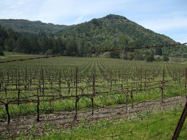 Vineyards Adjacent To Jack London State Historic Park, Glen Ellen, California