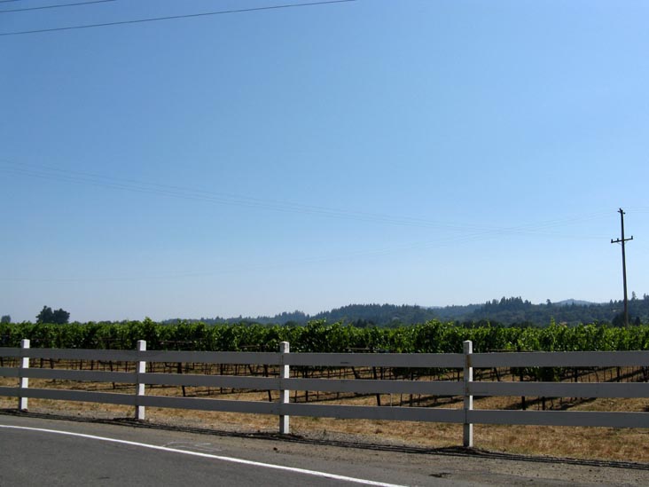 Vineyards, Alderbrook Winery, 2306 Magnolia Drive, Healdsburg, California