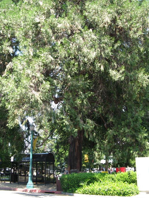 Plaza Park, Healdsburg Avenue, Healdsburg, California