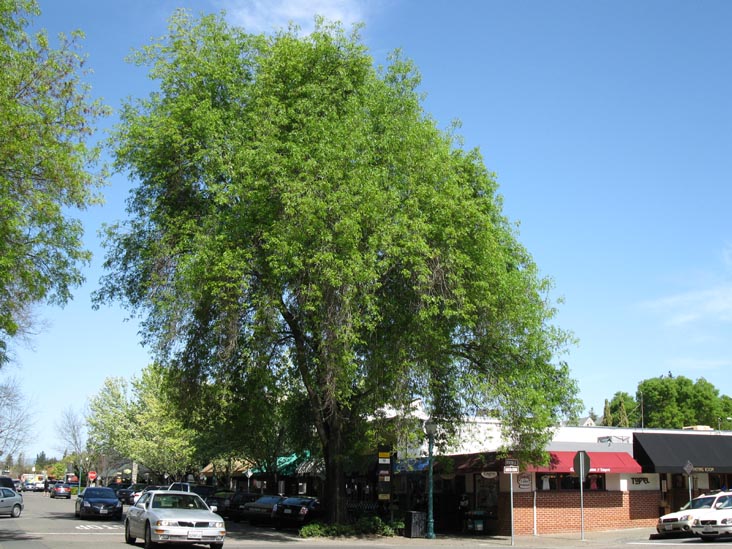 Matheson Street and Center Street, Healdsburg Plaza, Healdsburg, California