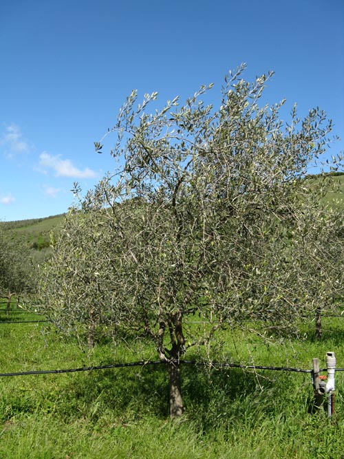 Olive Tree, McEvoy Ranch, 5935 Red Hill Road, Petaluma, California