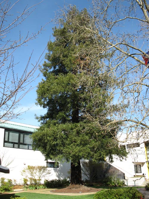 Courtyard, Charles M. Schulz Museum and Research Center, 2301 Hardies Lane, Santa Rosa, California