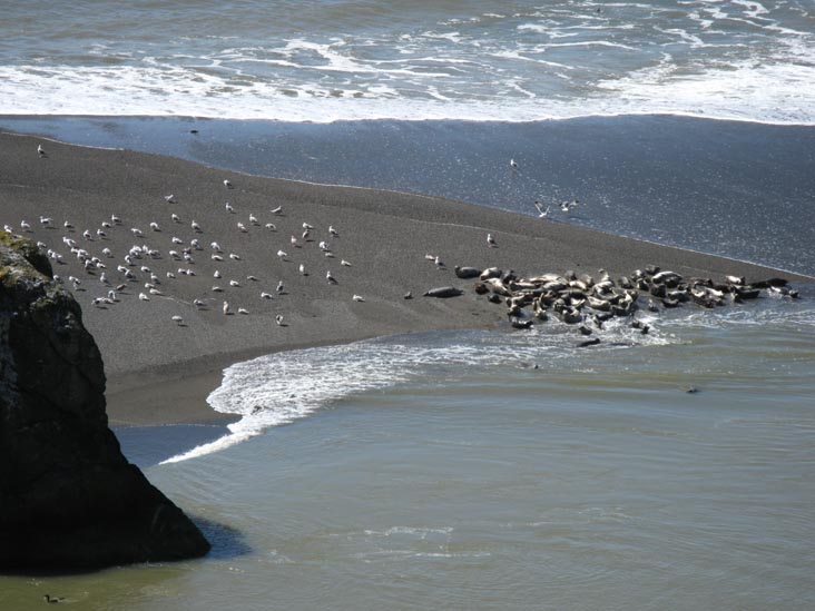 Harbor Seals, Russian River From Goat Rock Beach Overlook, Pacific Coast Highway Near Jenner, Sonoma Coast State Park, Sonoma County, California