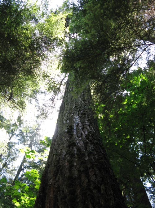 Big Doug Douglas Fir Tree, Rainforest, Capilano Suspension Bridge, North Vancouver, BC, Canada