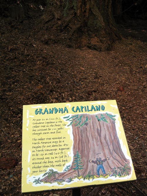 Grandma Capilano Douglas Fir Tree, Rainforest, Capilano Suspension Bridge, North Vancouver, BC, Canada