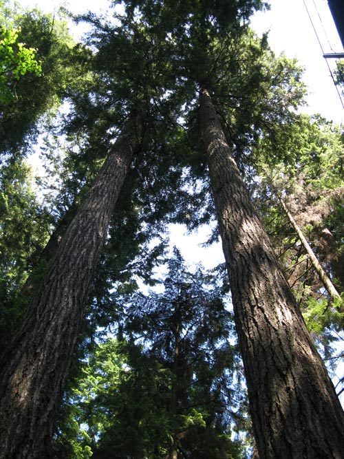 Douglas Fir Trees, Rainforest, Capilano Suspension Bridge, North Vancouver, BC, Canada