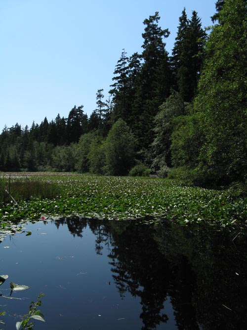 Beaver Lake, Stanley Park, Vancouver, BC, Canada