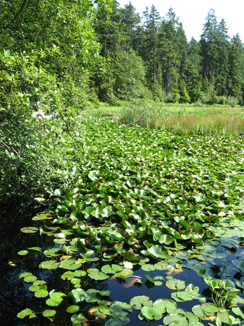 Beaver Lake, Stanley Park, Vancouver, BC, Canada